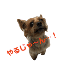 ほのぼのアクア（個別スタンプ：19）