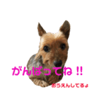 ほのぼのアクア（個別スタンプ：22）