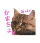 キュートな猫おこめ（個別スタンプ：1）