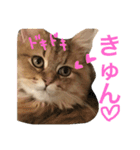 キュートな猫おこめ（個別スタンプ：3）