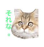 キュートな猫おこめ（個別スタンプ：4）