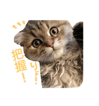 キュートな猫おこめ（個別スタンプ：5）