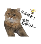 キュートな猫おこめ（個別スタンプ：6）