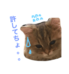 キュートな猫おこめ（個別スタンプ：7）