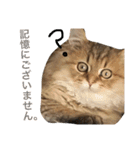 キュートな猫おこめ（個別スタンプ：8）