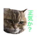 キュートな猫おこめ（個別スタンプ：9）