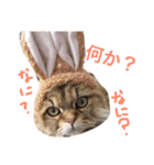 キュートな猫おこめ（個別スタンプ：10）