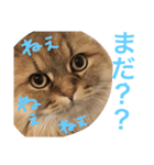 キュートな猫おこめ（個別スタンプ：11）