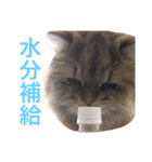 キュートな猫おこめ（個別スタンプ：13）