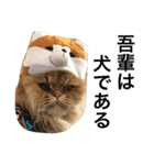 キュートな猫おこめ（個別スタンプ：14）