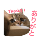 キュートな猫おこめ（個別スタンプ：16）