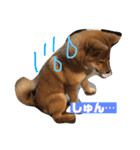 柴犬りたん（個別スタンプ：1）