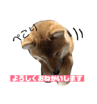 柴犬りたん（個別スタンプ：2）