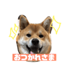 柴犬りたん（個別スタンプ：3）