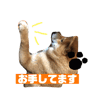 柴犬りたん（個別スタンプ：4）