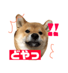 柴犬りたん（個別スタンプ：5）