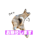 柴犬りたん（個別スタンプ：6）