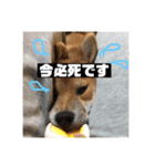 柴犬りたん（個別スタンプ：7）