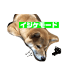 柴犬りたん（個別スタンプ：8）