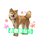柴犬りたん（個別スタンプ：9）