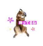 柴犬りたん（個別スタンプ：10）