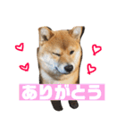 柴犬りたん（個別スタンプ：11）