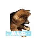 柴犬りたん（個別スタンプ：12）