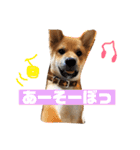 柴犬りたん（個別スタンプ：13）