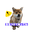 柴犬りたん（個別スタンプ：15）