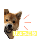 柴犬りたん（個別スタンプ：16）