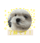 モフのスタンプ（個別スタンプ：5）