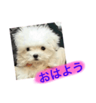 モフのスタンプ（個別スタンプ：8）