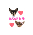 ちょこあみるく2（個別スタンプ：22）