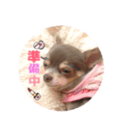 ちょこあみるく2（個別スタンプ：34）