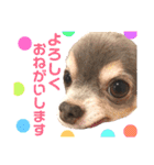 ちょこあみるく2（個別スタンプ：37）