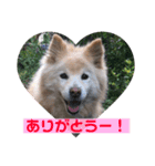 雑種コロのスタンプ（個別スタンプ：2）