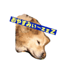 雑種コロのスタンプ（個別スタンプ：5）