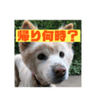雑種コロのスタンプ（個別スタンプ：6）