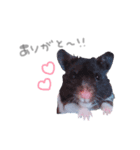 はむはむず！（個別スタンプ：2）