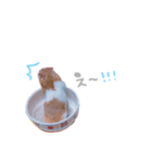 はむはむず！（個別スタンプ：5）