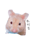 はむはむず！（個別スタンプ：11）