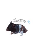 はむはむず！（個別スタンプ：13）