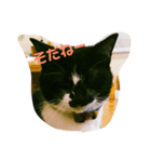 ねこのイラスト＆写真（個別スタンプ：5）