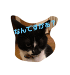 ねこのイラスト＆写真（個別スタンプ：6）