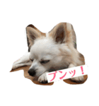 チワワのラティー♡（個別スタンプ：12）