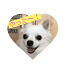 チワワのラティー♡（個別スタンプ：14）
