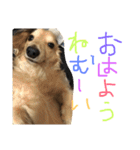 ゆきの日常6（個別スタンプ：12）