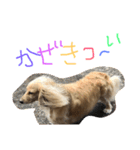 ゆきの日常6（個別スタンプ：13）