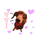可愛い犬。チャーミー！2（個別スタンプ：1）