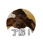 可愛い犬。チャーミー！2（個別スタンプ：3）
